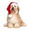 Cute reddish Christmas Havanese puppy dog with a Santa hat