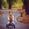 Cute redhead baby boy driving a push car in autumn park