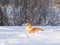 Cute redhead puppy Corgi funny catches shimmering soap beautiful bubbles running in white snow in winter Sunny Park