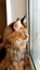 Cute redhead, tabby cat siting on the windowsill. Fluffy pet looks out the window