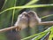 Cute Reed Warblers