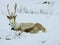 Cute reindeer resting in the snow