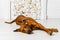 Cute relaxed Rhodesian Ridgeback dog stretching in front of fir