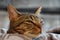 Cute relaxed tabby cat falling asleep with head on a blanket