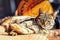 Cute relaxing gray domestic cat closeup portrait