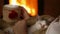 Cute rescue kitten at the fireplace enjoying caresses of new owner