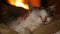 Cute rescue kitten at the fireplace sleeping in new owner lap