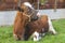 Cute resting cow in the pasture.Animal portrait in countryside