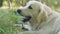 Cute retriever labrador dog gnawing wooden stick in park