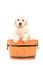 Cute retriever puppy dog standing in a barrel