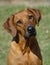 Cute Rhodesian Ridgeback