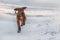 Cute Rhodesian Ridgeback dog on winter background