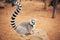 Cute ring-tailed lemur