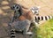 Cute ring-tailed lemurs