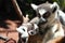 Cute ring-tailed lemurs