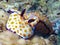 A Cute Risbecia Risbecia pulchella nudibranch in the Red Sea