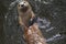 Really Cute River Otter Floating On His Back