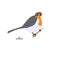 Cute robin bird vector color characters set. Sketch robin in pastel grey, orange colour