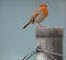 Cute robin redbreast bird standing on a wooden post