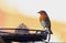 Cute Robin Redbreast perched on the edge of a circular mesh bird feeder