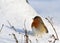 Cute robin on snow in winter
