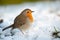 Cute robin on snow in winter