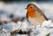 Cute robin on snow in winter