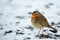 Cute robin on snow in winter