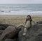 Cute rock art statue of a lady at the beach