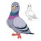 Cute Rock Pigeon Standing with Line Art Drawing