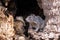 Cute rock squirrel peeking from a hole