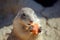 Cute Rodent Black Tailed prairie dog Eating Carrot Close Up