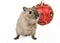 Cute rodent by Christmas decorations on snow white background