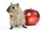 Cute rodent by Christmas decorations on snow white background