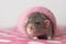 Cute rodent in a pink sock looking curious to the camera.