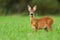 Cute roe deer fawn grazing on green summer meadow with leafs in open mouth.