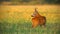 Cute roe deer stretching its neck and watching behind on a filed at sunset