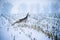 Cute roedeer jumping over agricultural field covered with snow