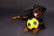 Cute rottweiler with ball in studio.