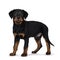 Cute Rottweiler dog puppy, Tail hanging down.