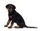 Cute Rottweiler dog puppy, Tail hanging down.