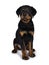 Cute Rottweiler dog puppy, Tail hanging down.