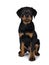 Cute Rottweiler dog puppy, Tail hanging down.