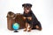 Cute rottweiler dog with travel valise.