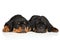 Cute Rottweiler puppies sleeping on white