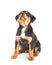 Cute Rottweiler Puppy Looking Up on White