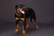 Cute rottweiler puppy, studio shot.