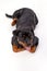 Cute rottweiler puppy, studio shot.