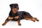 Cute rottweiler on white background.