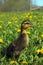 Cute Rouen Duckling in Dandelions